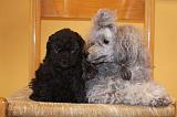 CANICHE TOY 009